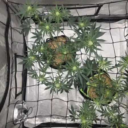 Seedsman