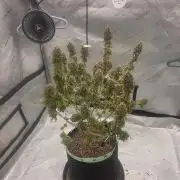 Sugar haze by seedsman