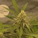 Seedsman