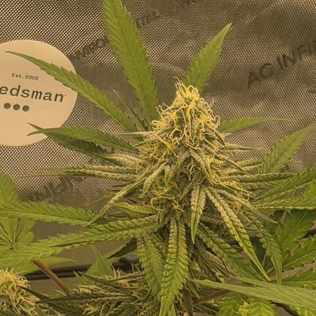 Seedsman