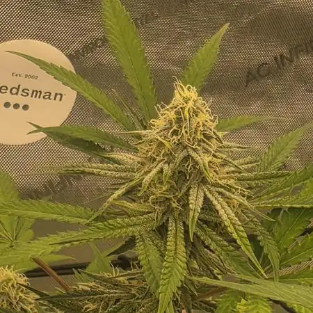Seedsman