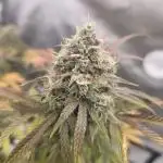 Seedsman