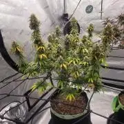 Sugar haze by seedsman