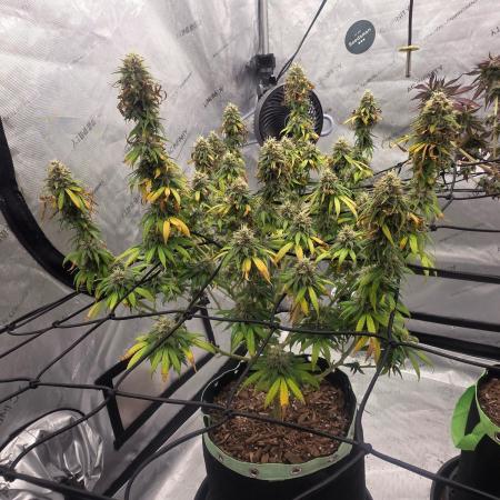 Sugar haze by seedsman