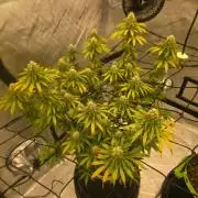 Sugar haze by seedsman