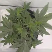 Kannabia Sunset Sherbet Go Fast  Biotabs