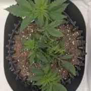 Kannabia Candy Cream Go Fast - Biotabs