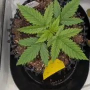 Kannabia Sunset Sherbet Go Fast  Biotabs