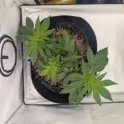 Kannabia Candy Cream Go Fast - Biotabs