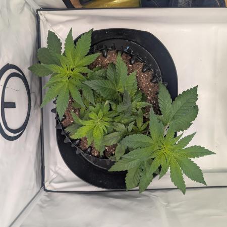 Kannabia Candy Cream Go Fast - Biotabs