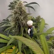 Black Muffin Biotabs x Autopot lazy grow