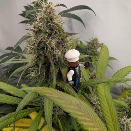 Black Muffin Biotabs x Autopot lazy grow