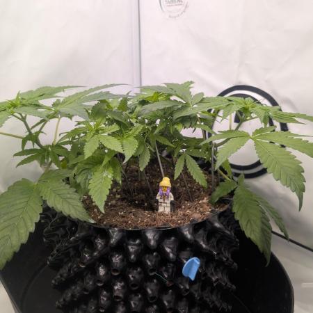 Kannabia Candy Cream Go Fast - Biotabs