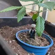 Black Muffin Biotabs x Autopot lazy grow