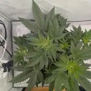 Kannabia Sunset Sherbet Go Fast  Biotabs