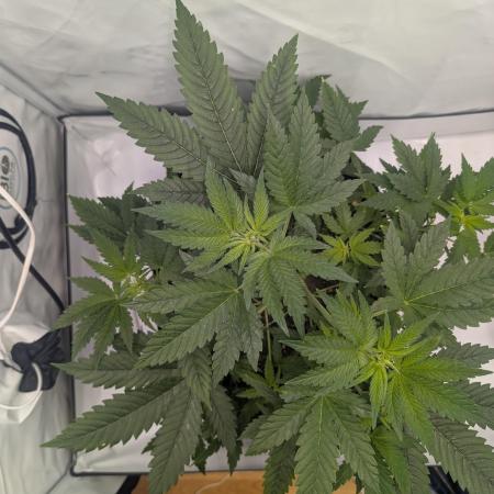 Kannabia Sunset Sherbet Go Fast  Biotabs