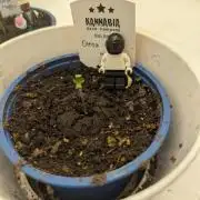 Oreoz USA Biotabs x Autopot lazy grow