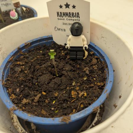 Oreoz USA Biotabs x Autopot lazy grow
