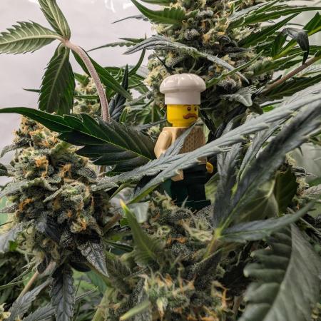 Zamnezia Wedding Cake / Biotabs