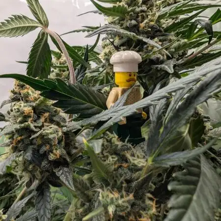 Zamnezia Wedding Cake / Biotabs