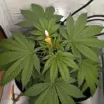 Sweet Seeds Cream Mandarine / Biotabs