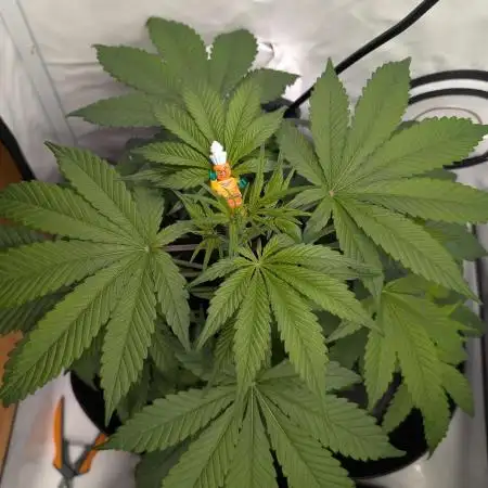 Sweet Seeds Cream Mandarine / Biotabs