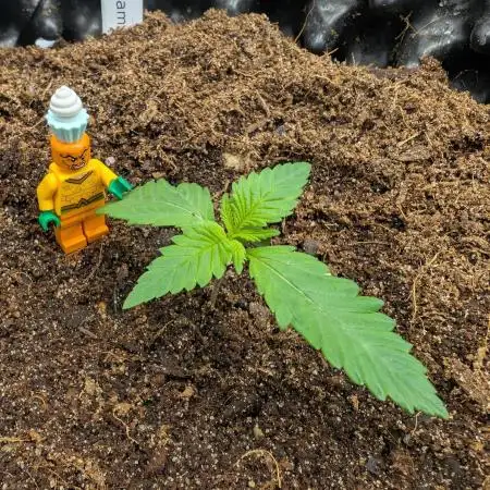 Sweet Seeds Cream Mandarine / Biotabs