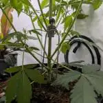 Mephisto Chemdogging-Hubba / Biotabs