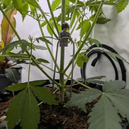 Mephisto Chemdogging-Hubba / Biotabs