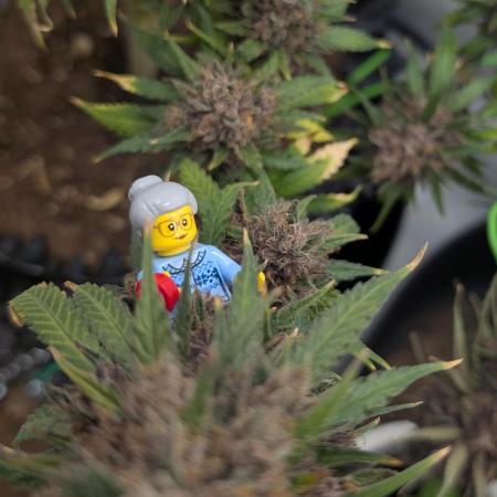 Sweet Seeds Red Hot Cookies