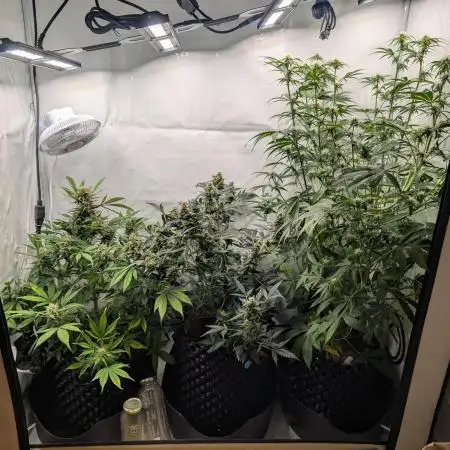 Mephisto Chemdogging-Hubba / Biotabs