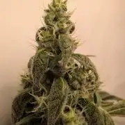 Oreoz USA Biotabs x Autopot lazy grow