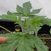 Oreoz USA Biotabs x Autopot lazy grow