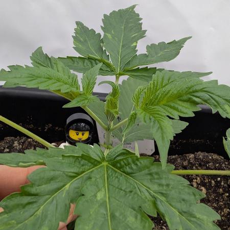 Oreoz USA Biotabs x Autopot lazy grow