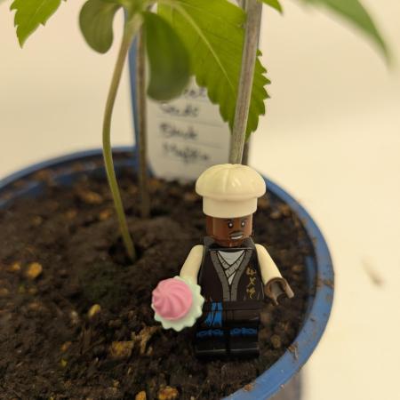 Black Muffin Biotabs x Autopot lazy grow