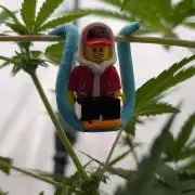 Kannabia Sunset Sherbet Go Fast  Biotabs