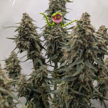 Grower Interview for Biotabs - kohlrabi