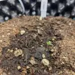 Sweet Seeds Cream Mandarine / Biotabs