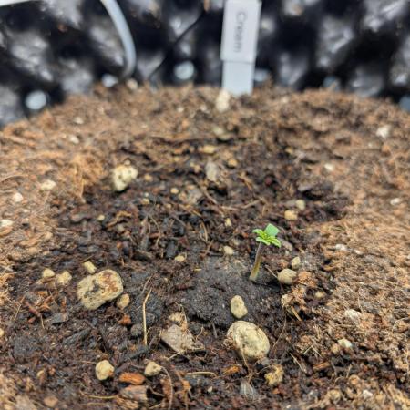 Sweet Seeds Cream Mandarine / Biotabs