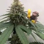 Kannabia Apples & Bananas