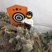 Oreoz USA Biotabs x Autopot lazy grow