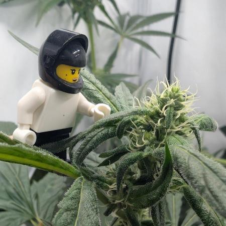 Oreoz USA Biotabs x Autopot lazy grow