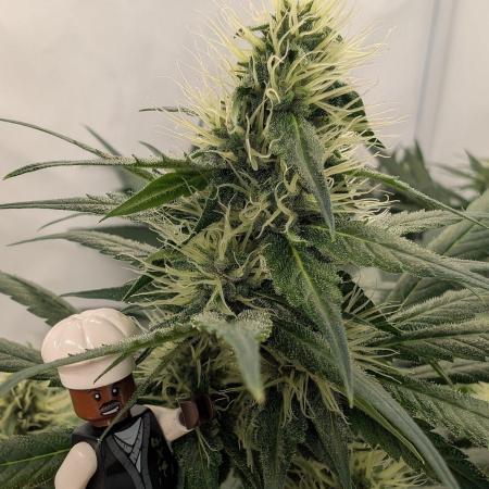 Black Muffin Biotabs x Autopot lazy grow
