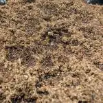 Mephisto Chemdogging-Hubba / Biotabs