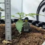 Mephisto Chemdogging-Hubba / Biotabs