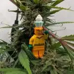 Sweet Seeds Cream Mandarine / Biotabs