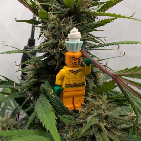 Sweet Seeds Cream Mandarine / Biotabs