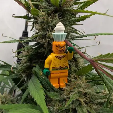 Sweet Seeds Cream Mandarine / Biotabs