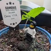 Oreoz USA Biotabs x Autopot lazy grow