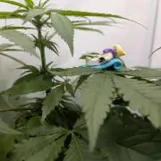 Kannabia Candy Cream Go Fast - Biotabs